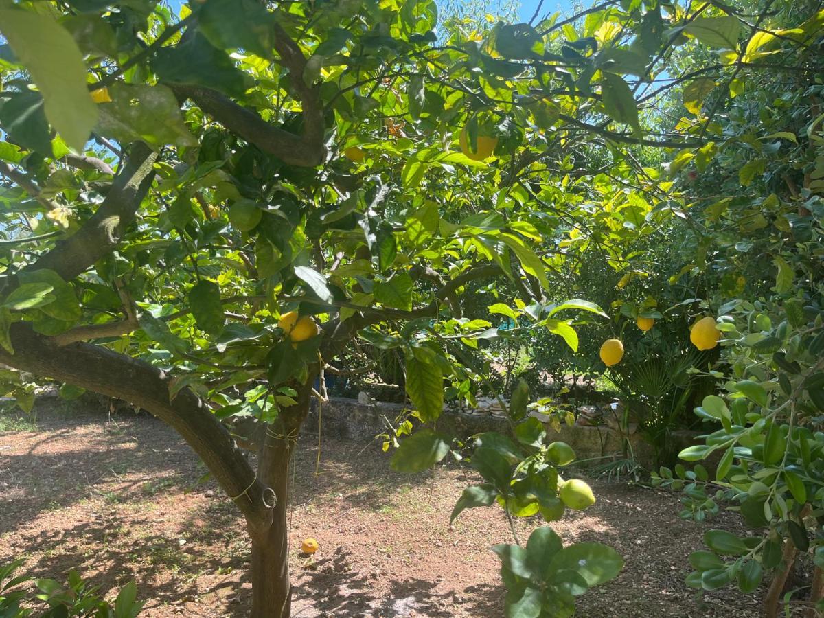 Nespolilla Villa Petrosino Bagian luar foto