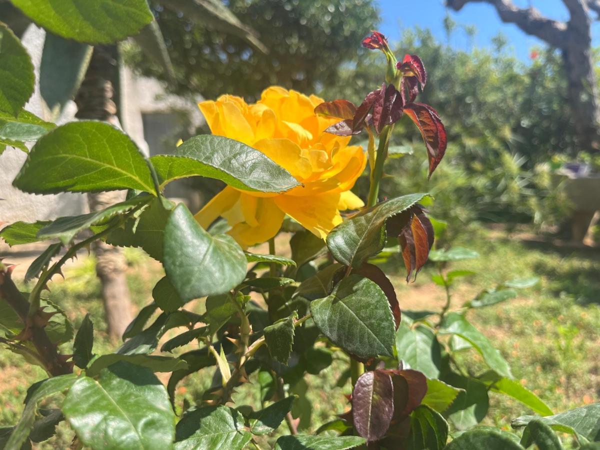 Nespolilla Villa Petrosino Bagian luar foto