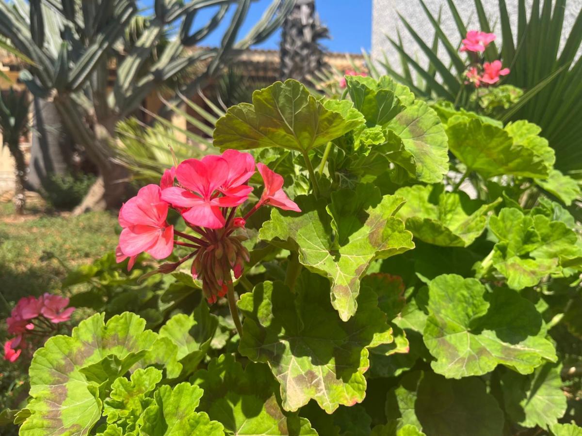 Nespolilla Villa Petrosino Bagian luar foto